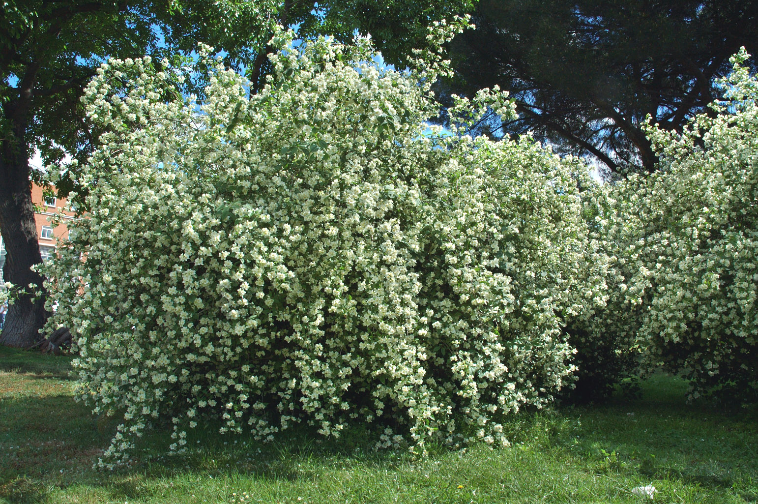 Philadelphus coronarius